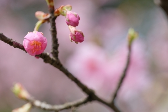 桜つぼみ.jpg